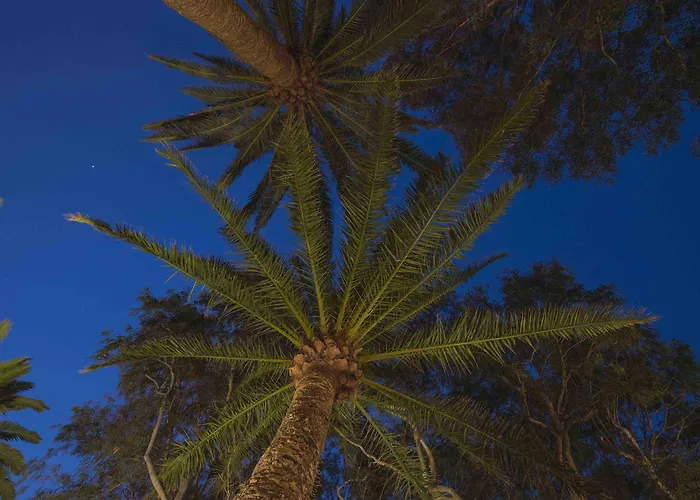 Delmas Emblematico 海瑞亚